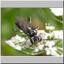 Pachyprotasis cf rapae - Blattwespe 02.jpg